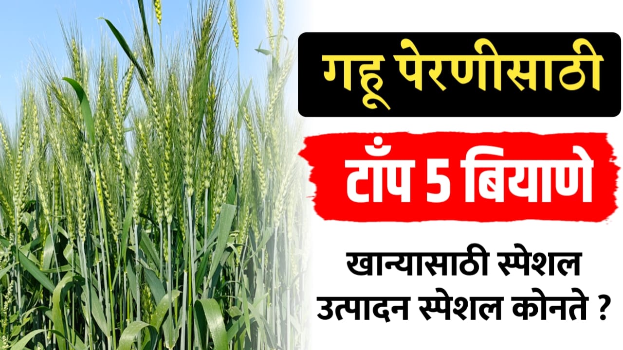 गव्हाचे सर्वोत्तम बियाणे