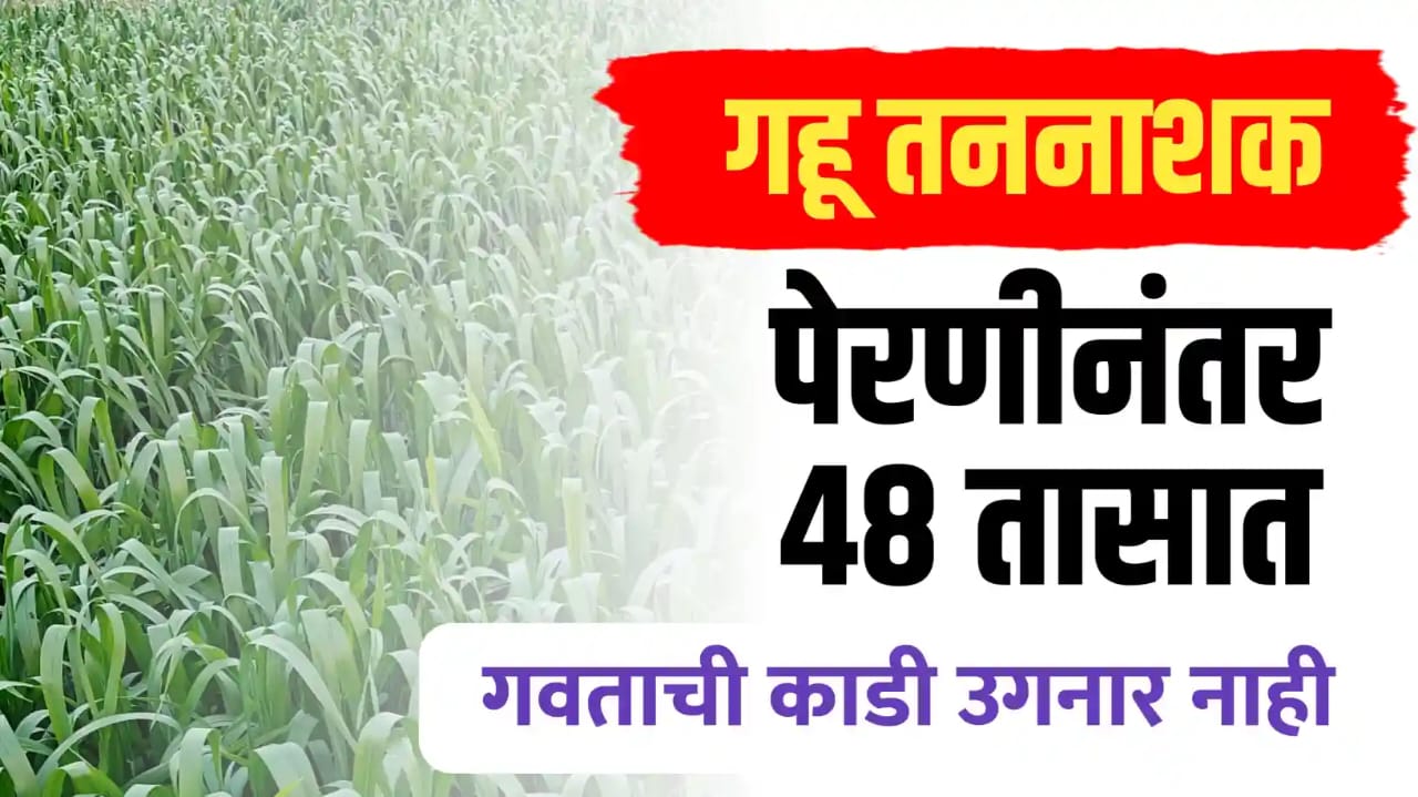 गहू पेरनीनंतर 48 तासात